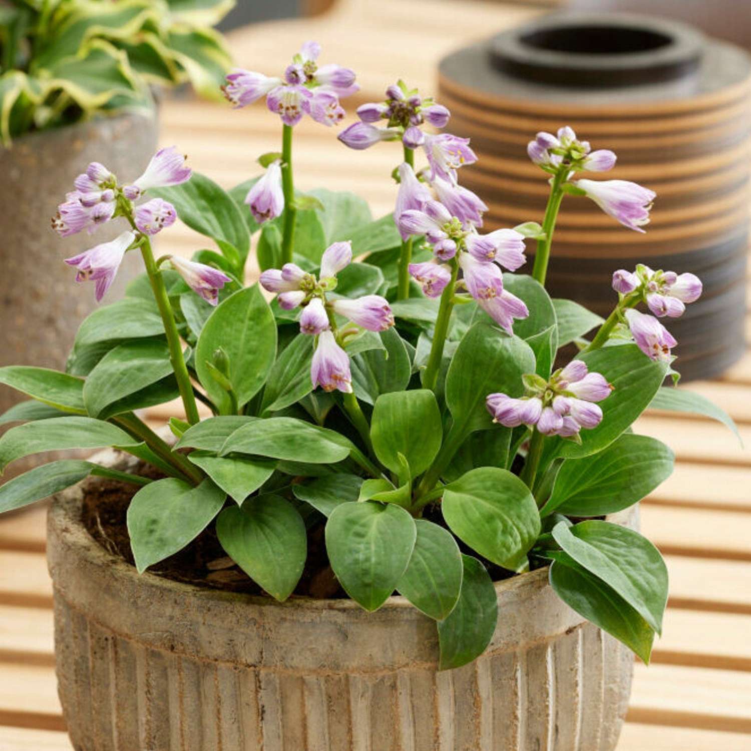 Hosta ‘Blue Mouse Ears’